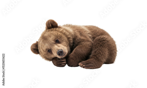 Adorable brown bear cub lying down on a black background looking cute