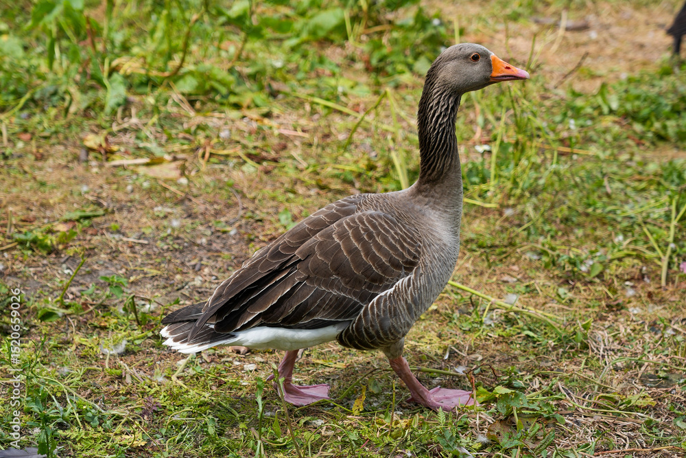 A Greylag Goose stands with noble stillness—its wild gaze and weathered feathers echo Europe’s ancient landscapes and the enduring beauty of migration, freedom, and untamed natural life. A Greylag Goose stands with noble stillness—its wild gaze and weathered feathers echo Europe’s ancient landscapes and the enduring beauty of migration, freedom, and untamed natural life.