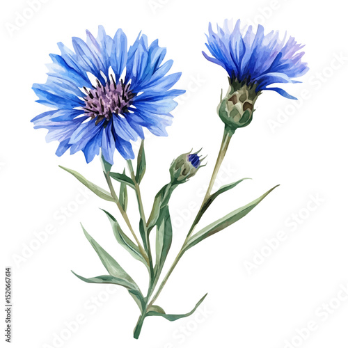 watercolor vector of A Cornflower Plant, high quality, isolated on a white background.
