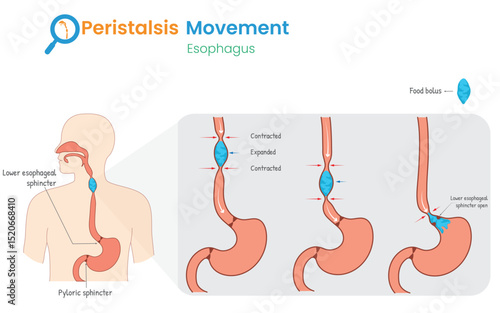 Esophageal Peristalsis Diagram Showing Food Movement