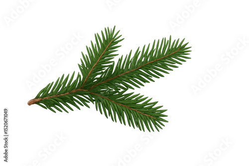 Realistic fir branch isolated against a transparent background, serving as an ideal design element for winter holiday projects and celebrations