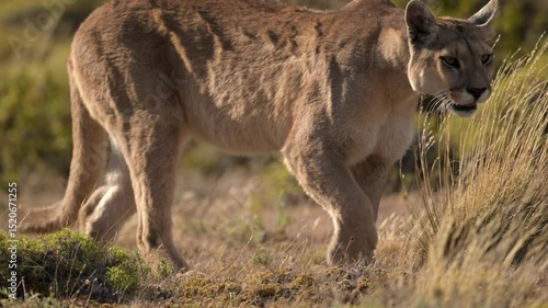 Puma walking in Torres del Paine grassland hunting for prey