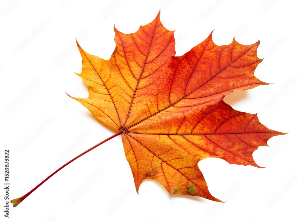 autumn maple leaves autumn maple leaves
