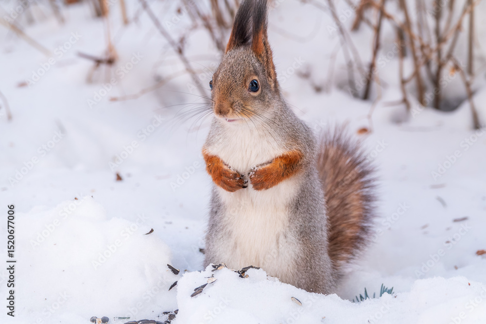 Fototapeta premium Portrait of a squirrel in winter on white snow background