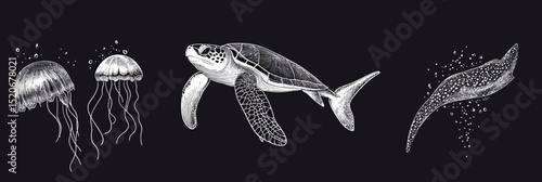 Monochrome detailed vector illustration of two jellyfish sea turtle and spotted eagle ray swimming on dark background underwater marine animals design