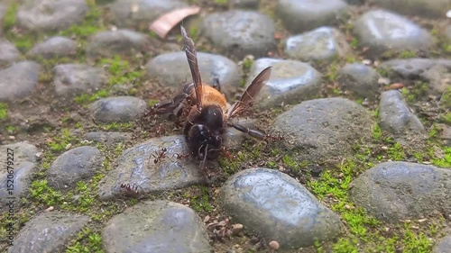 Red ant colony catch a bee on the ground