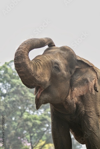 Canvastavla Sumatran elephant appears to raise its trunk