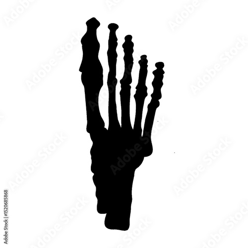 foot bones silhouette illustration silhouette science biology.eps
