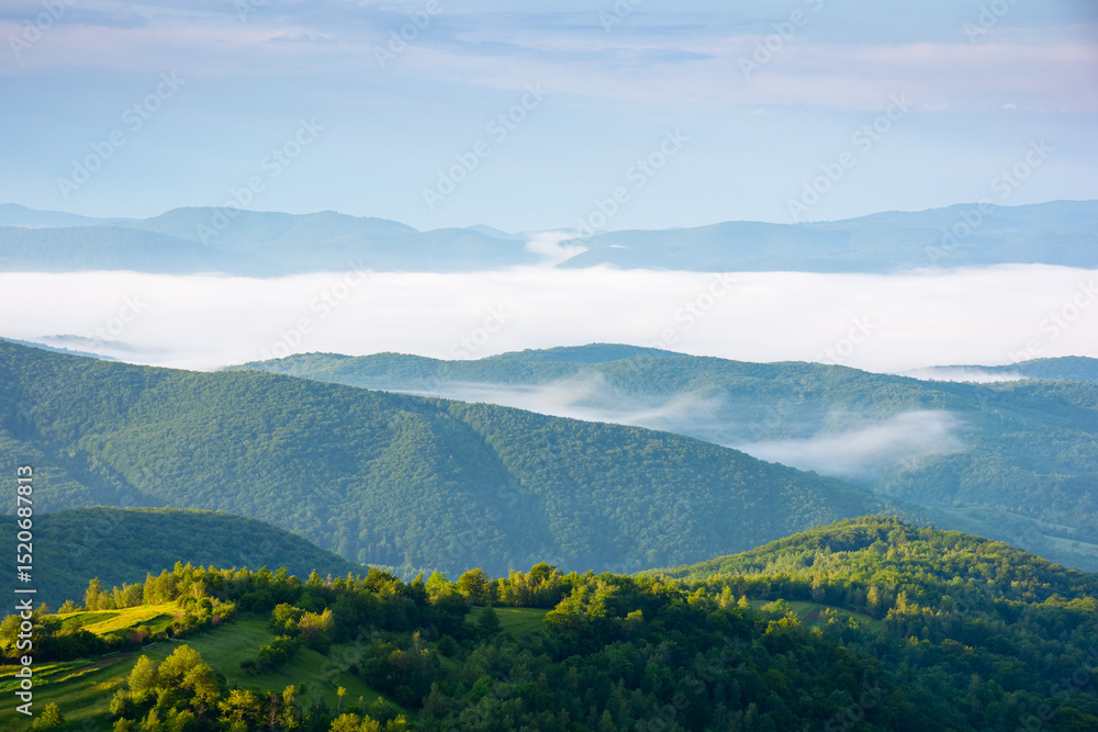 Fototapeta premium mountainous countryside landscape with fog in the distant valley. mist rolling among hills in morning light. stunning view of carpathians in summer. clouds on the blue sky. alpine ukraine