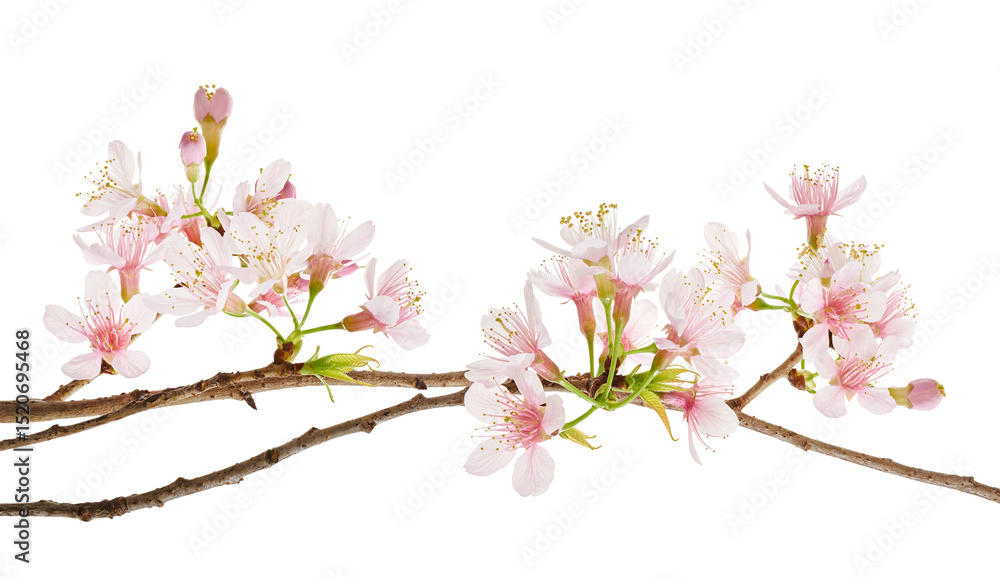 Obraz premium Prunus cerasoides flower, Wild Himalayan cherry plants, isolated on white background