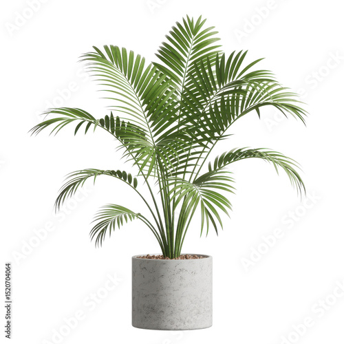 Potted kentia palm plant isolated on transparent background
