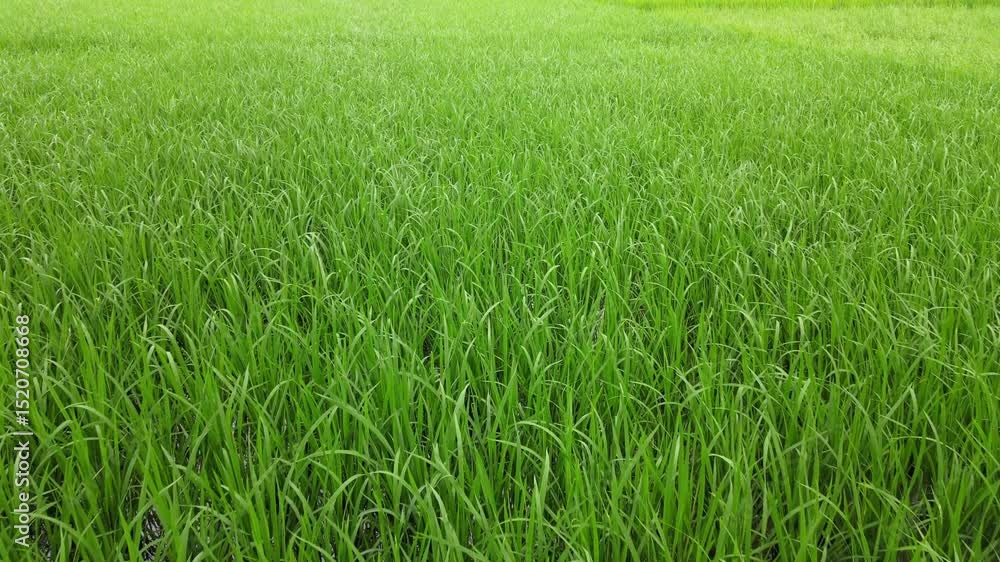 Close-Up View of Green Rice Paddy Field in Rural Bangladesh Close-Up View of Green Rice Paddy Field in Rural Bangladesh