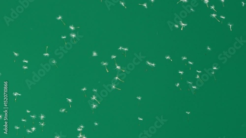 Dandelion flower seeds blown by the wind, flying on green chromakey background