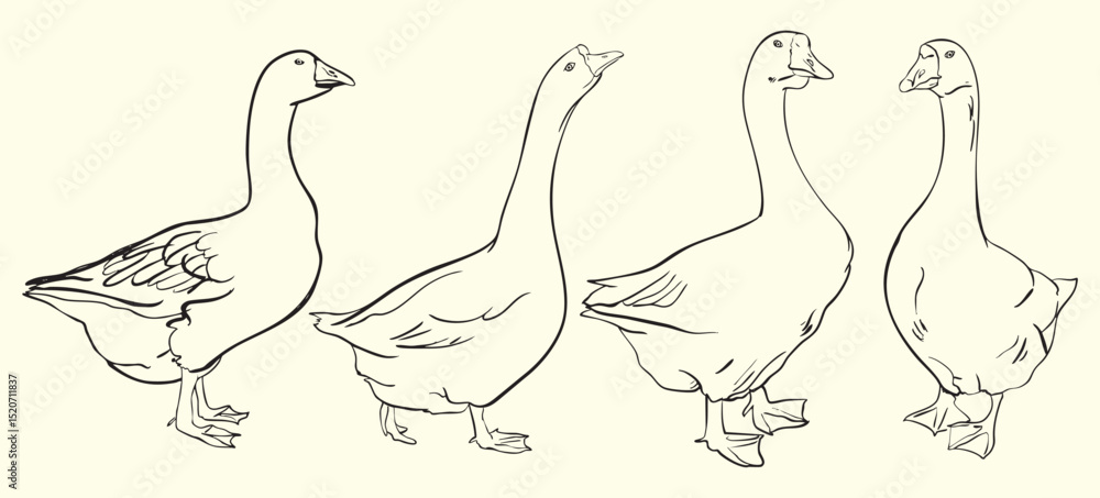 Obraz premium Goose Line Art Illustration Set