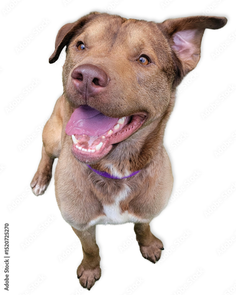 Obraz premium Smiling Pit Mix on White Background