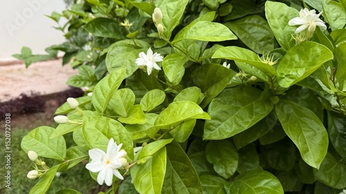 Wallpaper Mural Closeup of Jasmine Flowers and Buds Surrounded by Lush Green Leaves Outdoors Torontodigital.ca