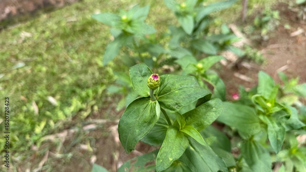Closeup of Unopened Zinnia Bud with Green Leaves in Garden Setting Closeup of Unopened Zinnia Bud with Green Leaves in Garden Setting
