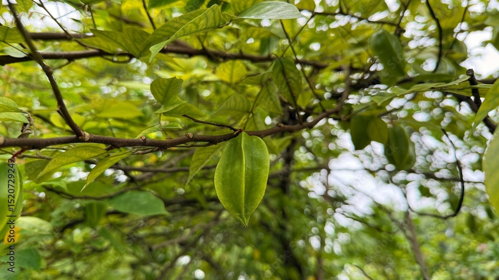 Obraz premium Closeup View of Star Fruit Hanging from a Tree Branch with Leaves