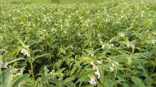 Extensive Sesame Field with Blooming White Flowers and Abundant Green Foliage Under Natural Light