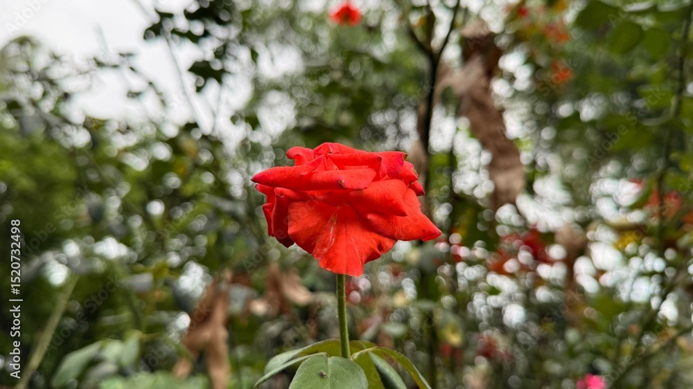 Obraz premium Single Red Rose Bloom Against a Blurry Green Foliage Background CloseUp Perspective