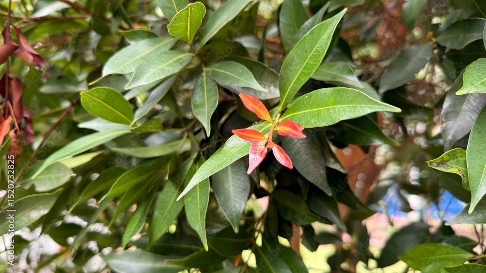 Syzygium Australe Tree Branch with Green Leaves and Red New Growth Buds Close Up Syzygium Australe Tree Branch with Green Leaves and Red New Growth Buds Close Up
