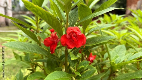 Vibrant Red Balsam Flowers Amidst Lush Green Foliage in a Natural Setting