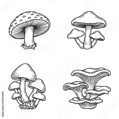 Detailed black and white illustrations of various mushroom varieties on a white background silhouette