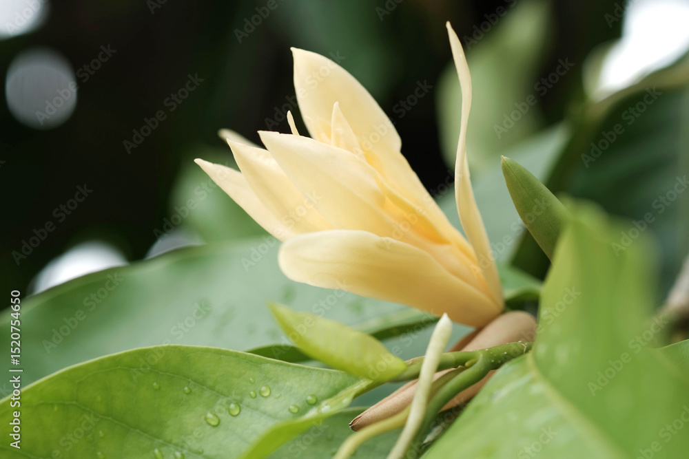 Obraz premium White Champaka Flowers and Green Leaves With Sunlight.