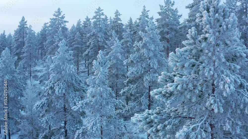 Snowy winter forest Snowy winter forest