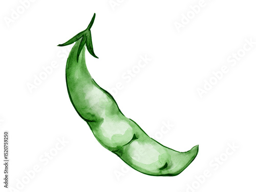 水彩で描いた夏野菜のさやえんどうの料理食材の水彩ベクターイラスト素材