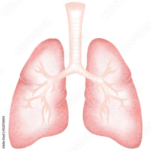 Anatomy internal organs 