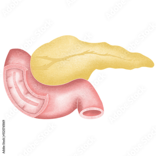 Anatomy internal organs 