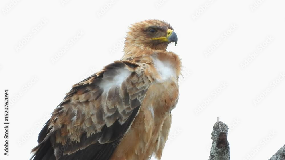 Wind blowing on a tawny eagle (aquila rapax), looking for food from the comfort of its perch on a tall tree. Wind blowing on a tawny eagle (aquila rapax), looking for food from the comfort of its perch on a tall tree.