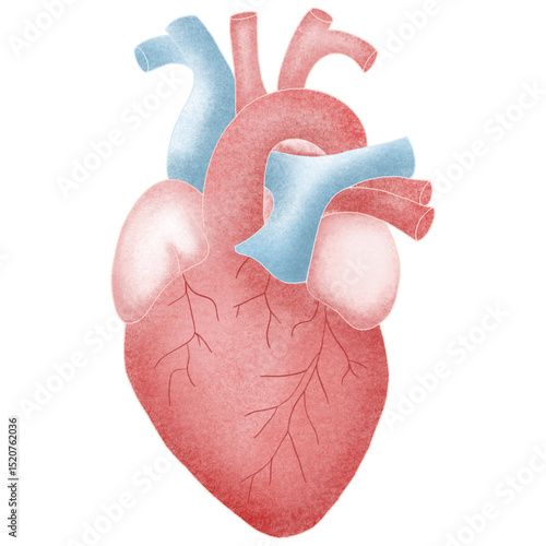 Anatomy internal organs 