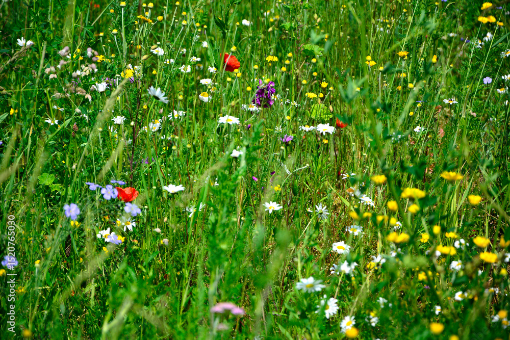 Fototapeta premium łąka kwietna z kolorowymi kwiatami, kolorowe kwiaty polne, kwiaty dla owadów zapylających, a flower meadow with colorful flowers, 