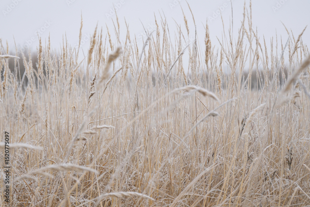Fototapeta premium The winter background is dry frozen grass in the morning hoarfrost in cloudy weather