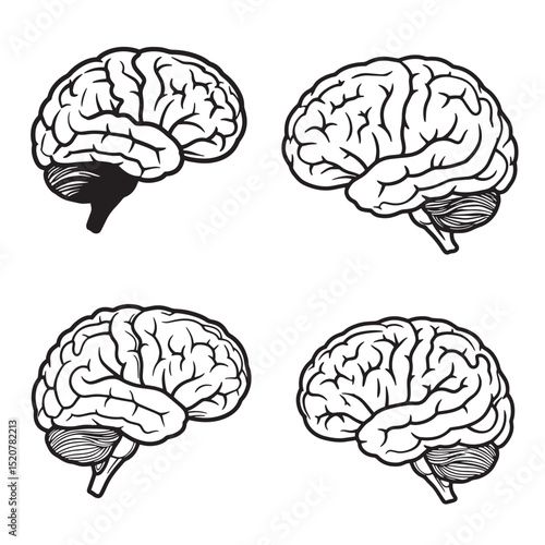 Anatomical illustration of human brains in profile view with detailed outlines
