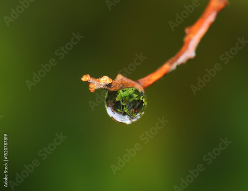 water drop on a leaf
