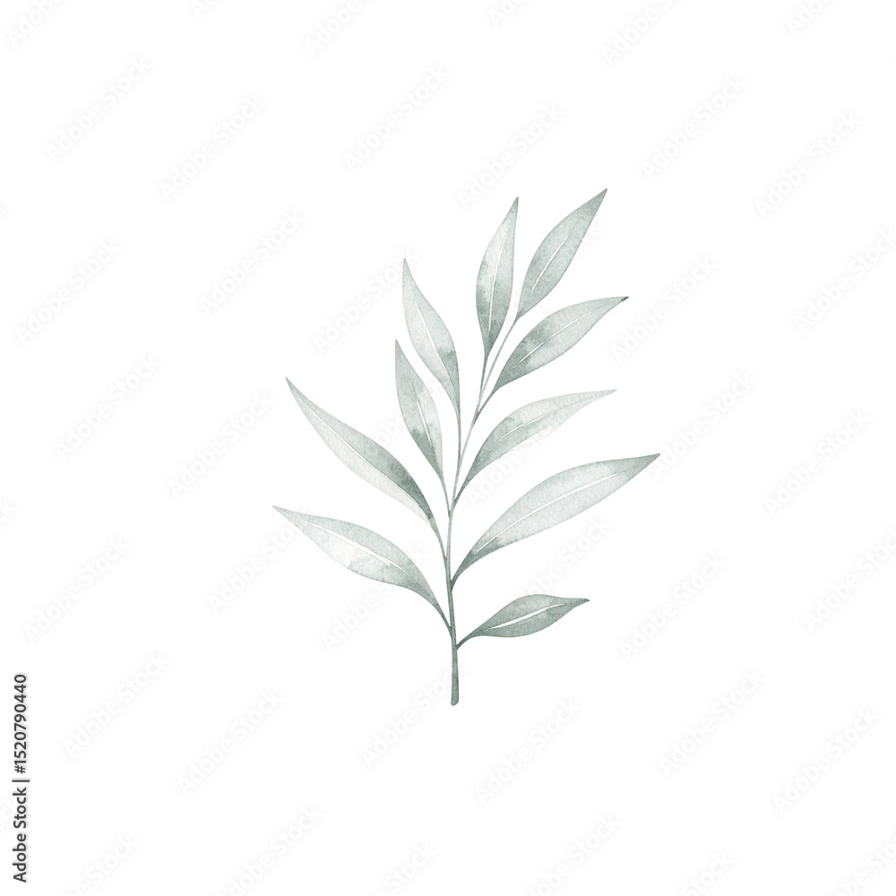 Green plant leaves isolated on white for nature, floral, and eco decoration Green plant leaves isolated on white for nature, floral, and eco decoration