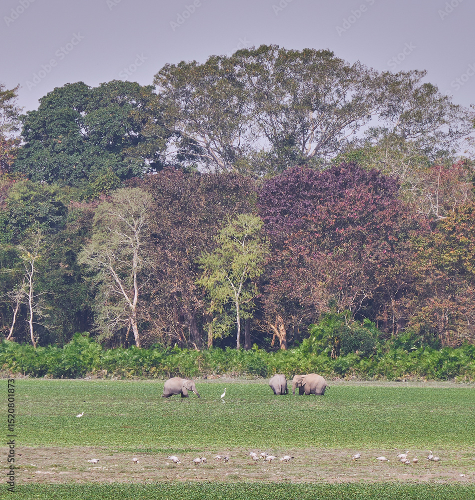Fototapeta premium Elephants in the forest grasslands of Kaziranga National Park in Assam, India