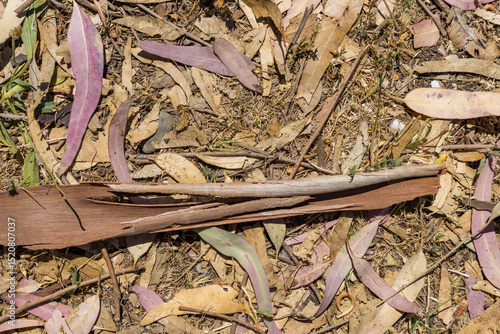 Close-up of dry eucalyptus bark and fallen leaves on the forest floor. Natural texture background in warm sunlight. Australian bushland ecosystem.