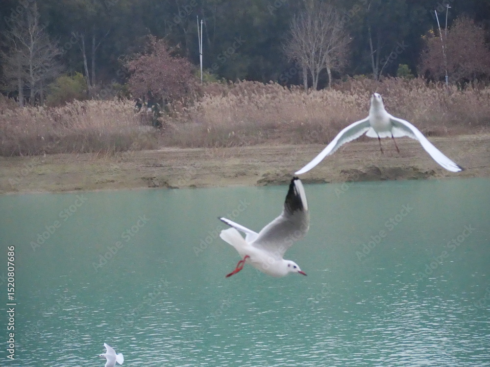 Fototapeta premium seagulls in flight