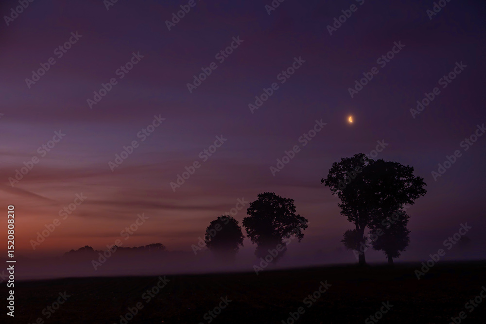 Fototapeta premium Silhouetted trees in thick fog at dawn, gently lit by a hint of moonlight, create a serene, captivating scene