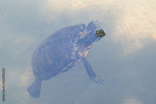 息継ぎをする亀