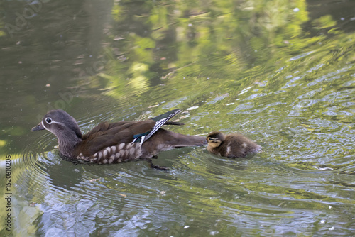 泳ぐカルガモの親子