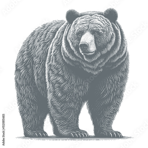 bear vector