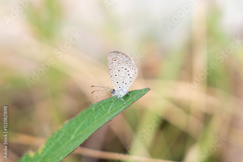 Wallpaper Mural Close up of small butterfly on green leaf Torontodigital.ca