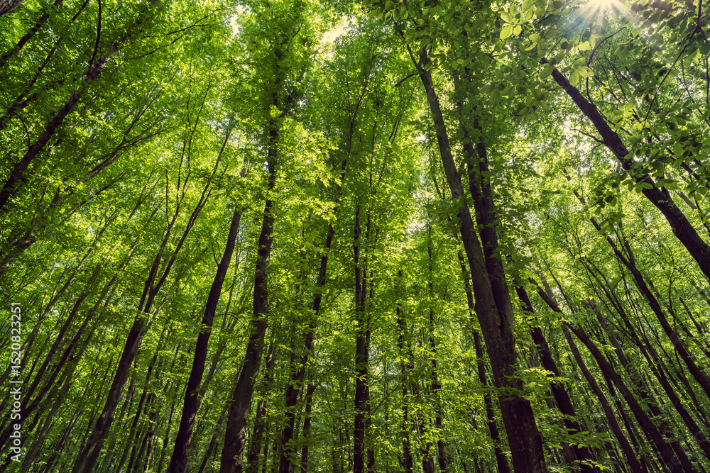 Fototapeta premium Dense forest, trees. Sun rays, green leaves, grass.