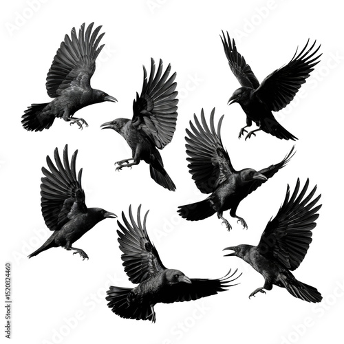 A black and white artistic composition of seven ravens isolated on transparent white background 
