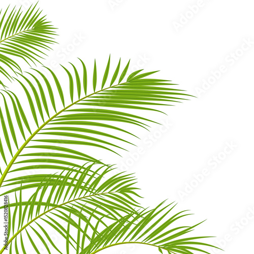 Coconut Tree Corner